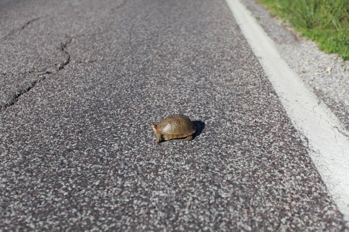 A turtle saved in honor of Bill and Kathleen, who are three days ahed of us and providing great intel for each day.