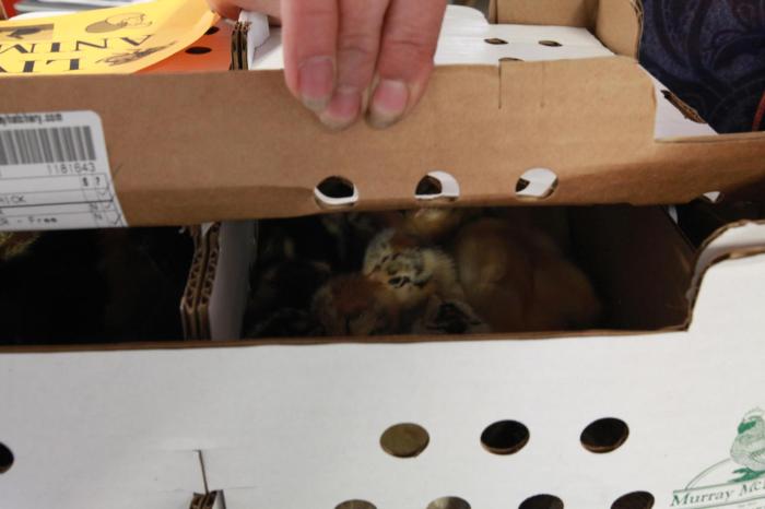 The Guffey post office gets lots of chick deliveries.