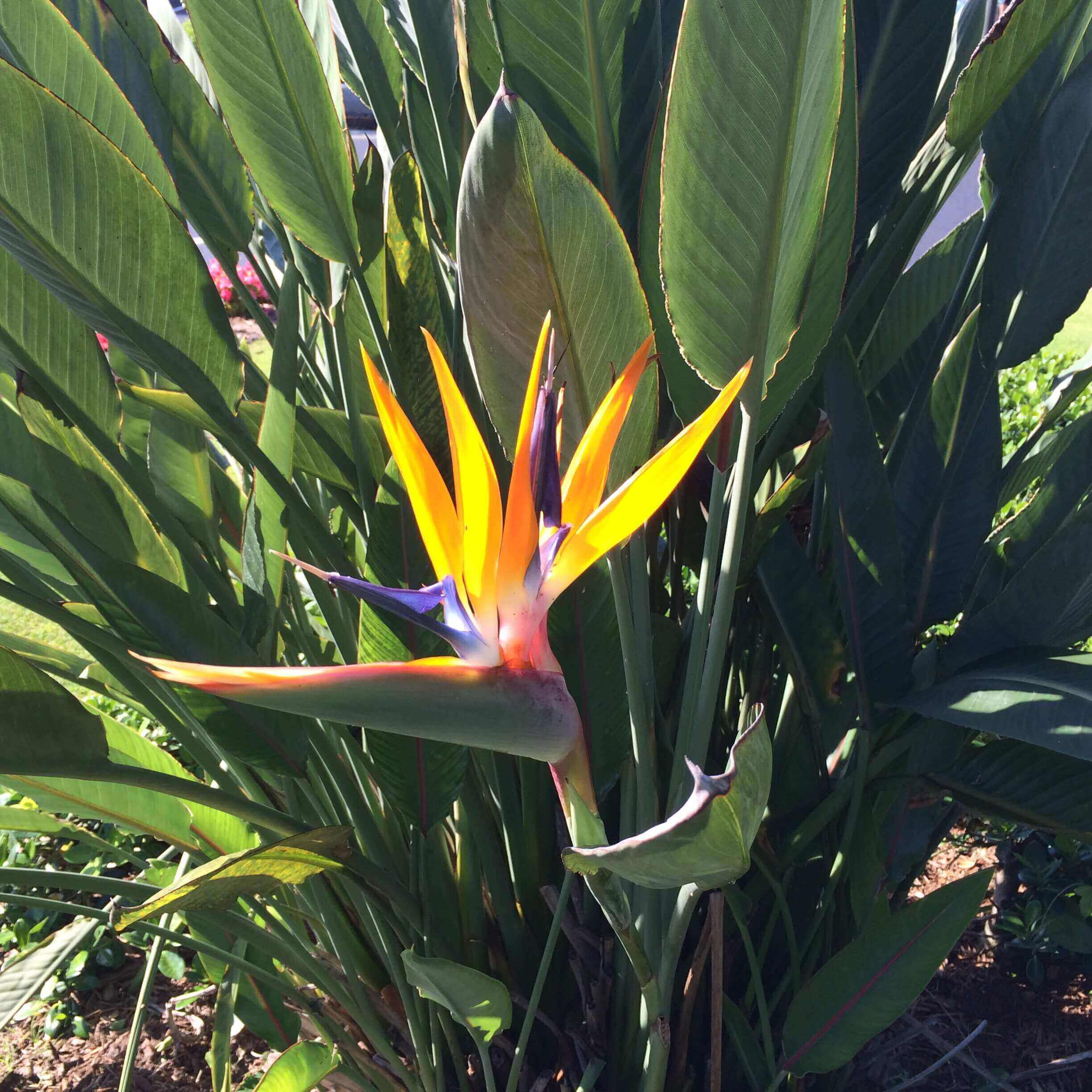 Orange Bird of Paradise Michael Flaugh Landscape Architect