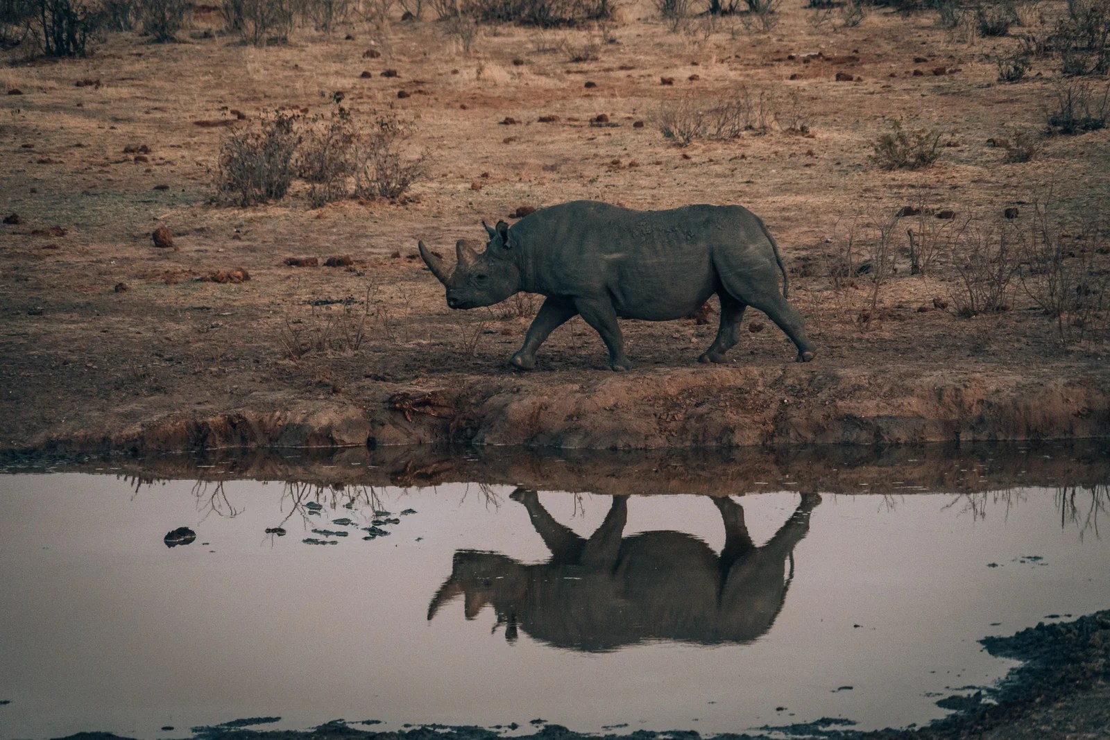 Namibia - BLOGPOST64 Olifantsrus Camp - Etosha National Park