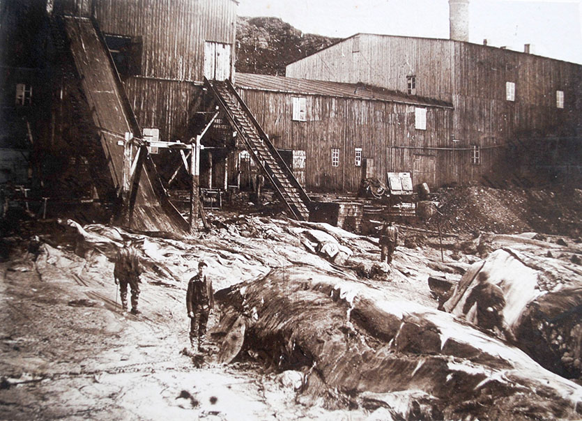 Walschlachtung, Nordcapreise um 1890, Coll.Mila Palm