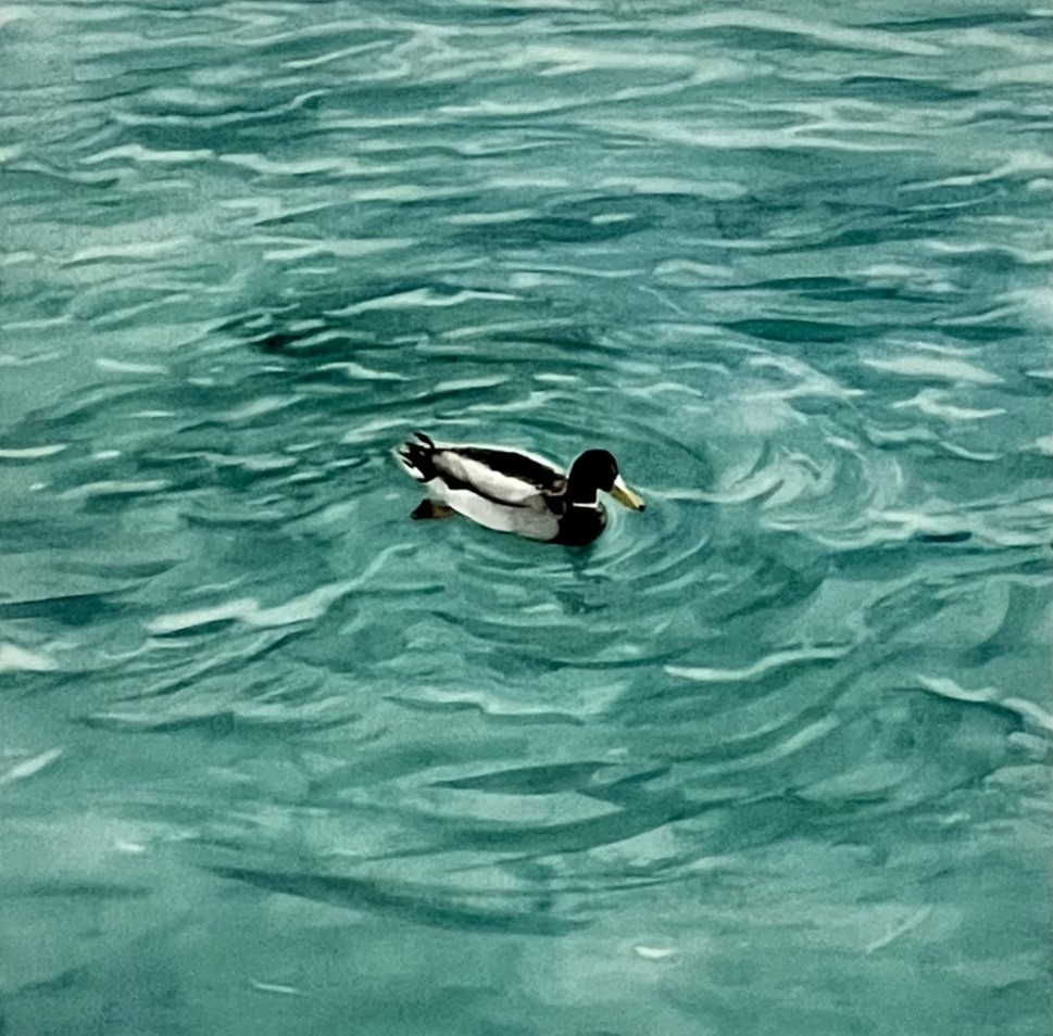 "Ripples and Quacks"