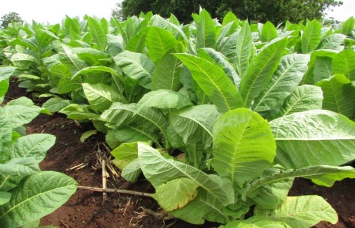 ❤️ ONG apoyan la reconversión de la producción de tabaco en Misiones por otras actividades