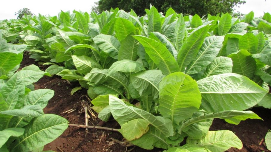 ❤️ ONG apoyan la reconversión de la producción de tabaco en Misiones por otras actividades