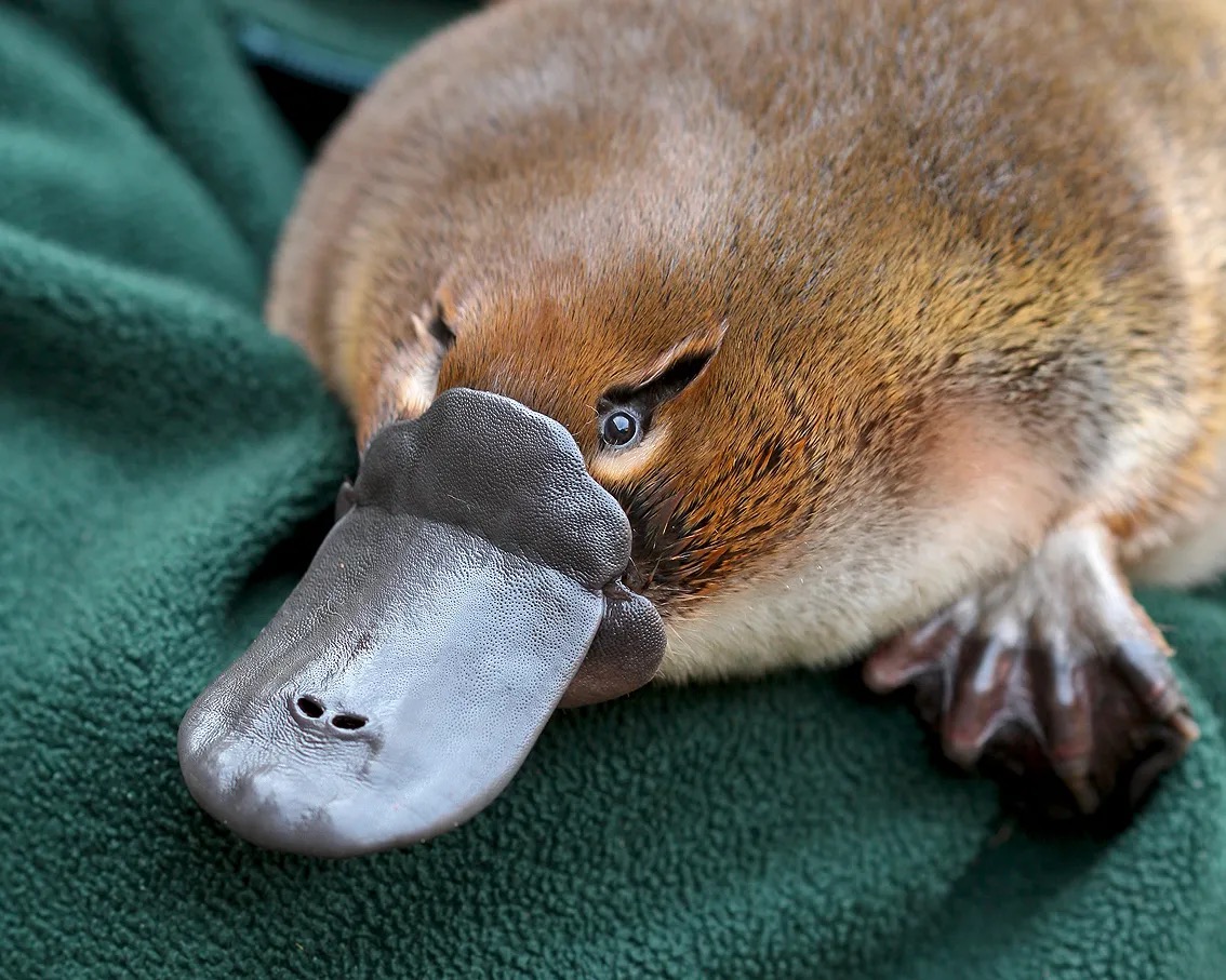 Where in the www? Platypus