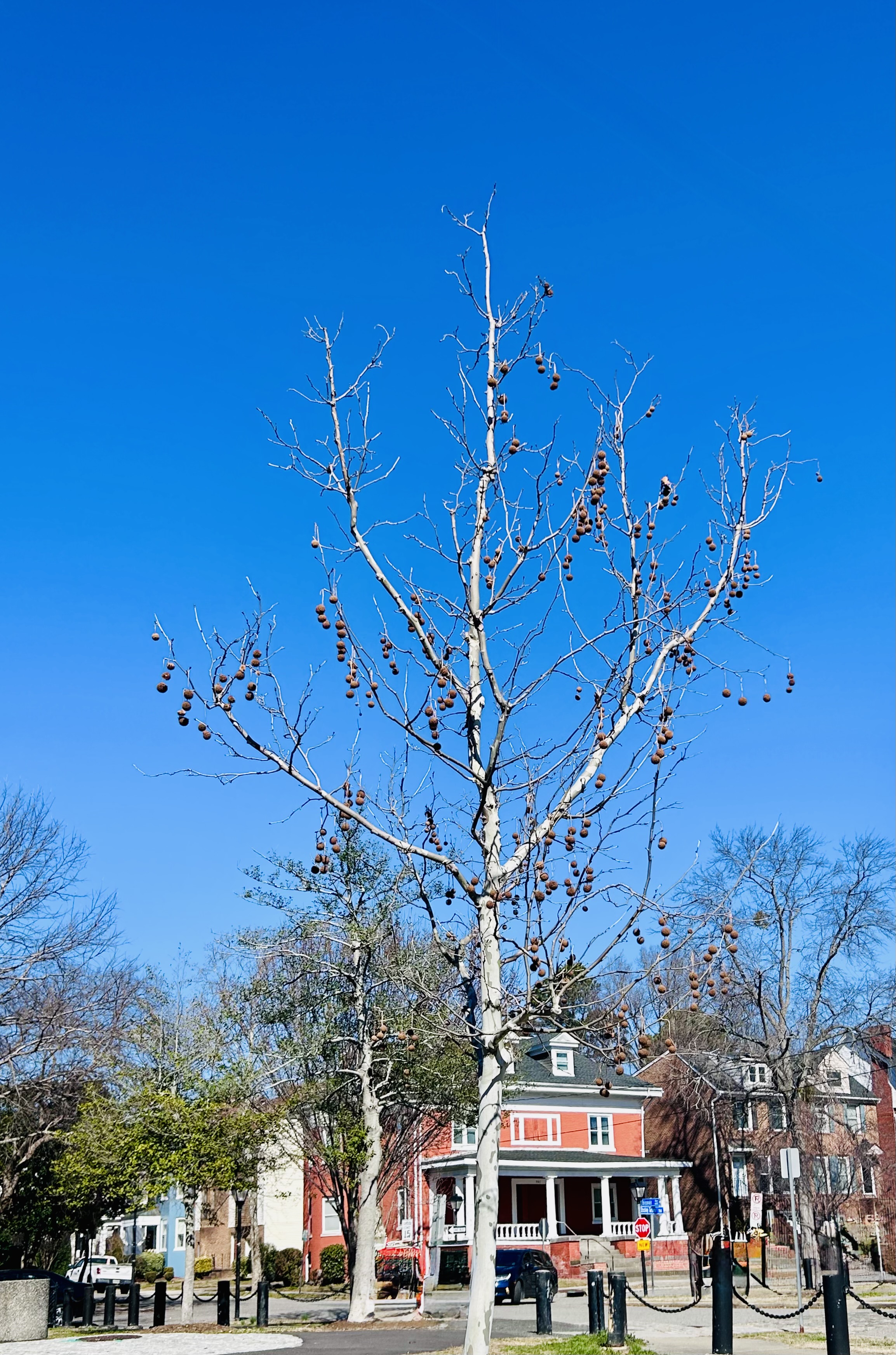 Thursday Tree Love: American Sycamore