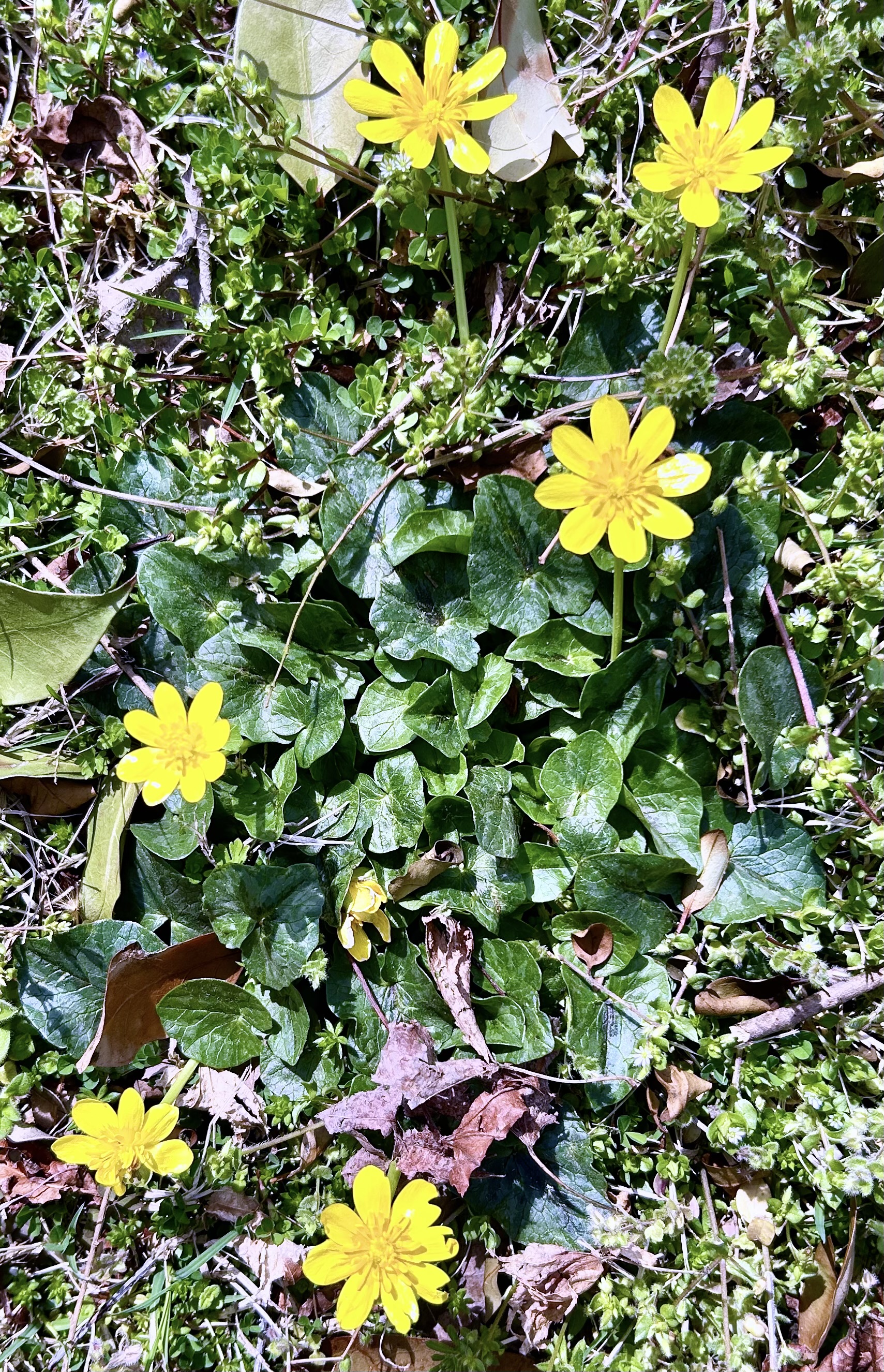 Floral Friday Fotos: Lesser Celandine