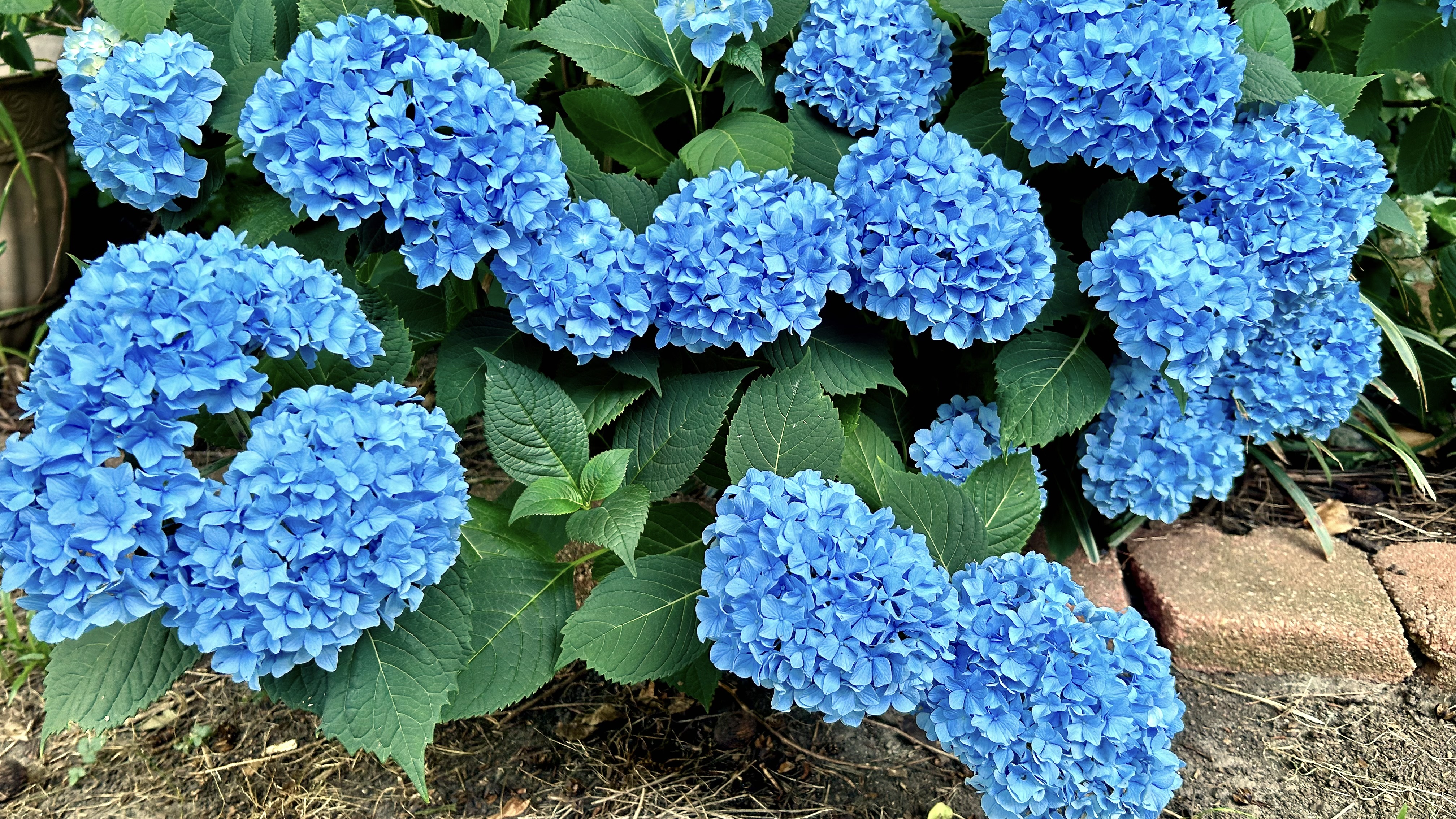 Floral Friday Fotos: Hydrangea