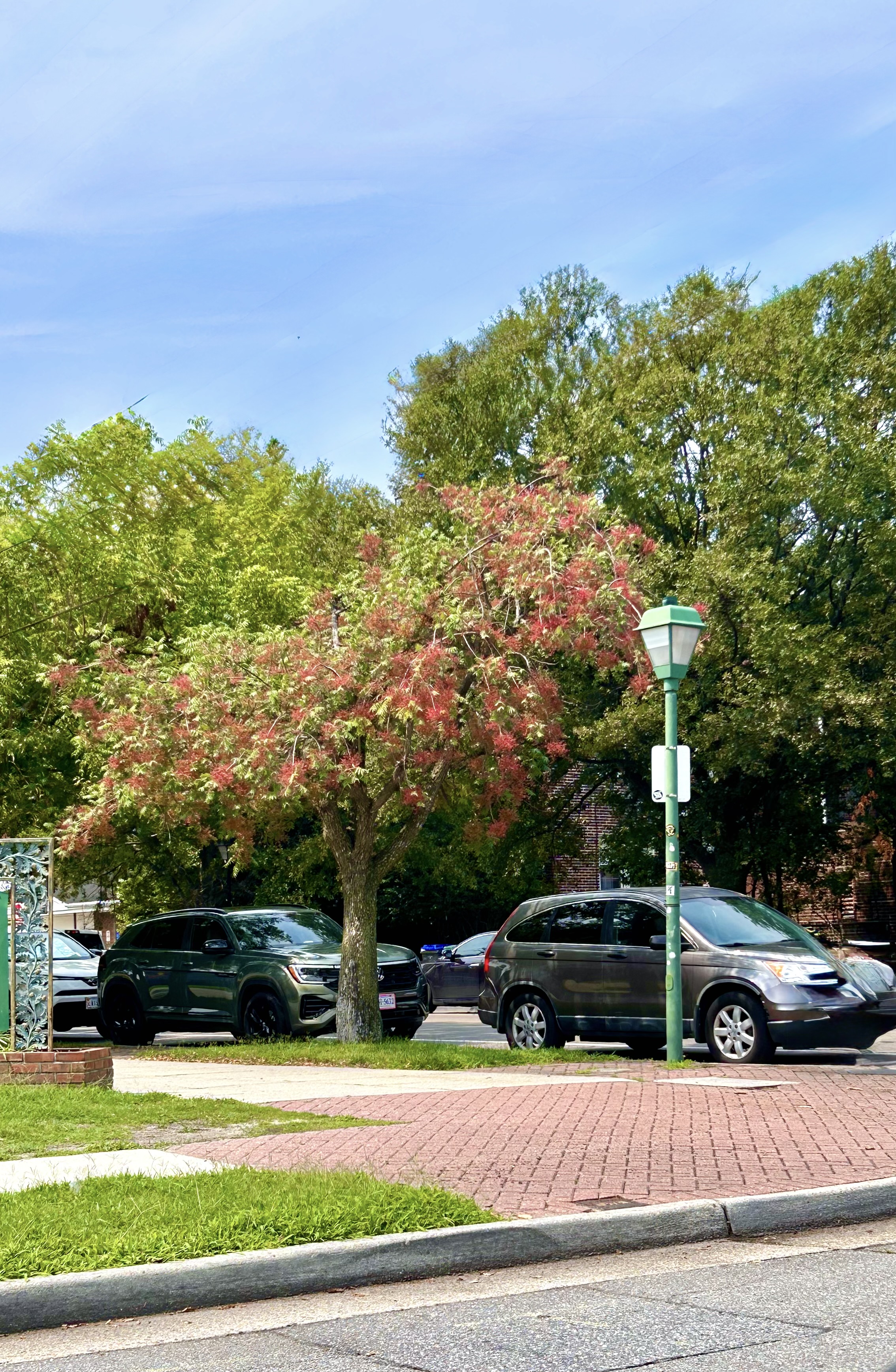 Thursday Tree Love: Chinese Flame Tree