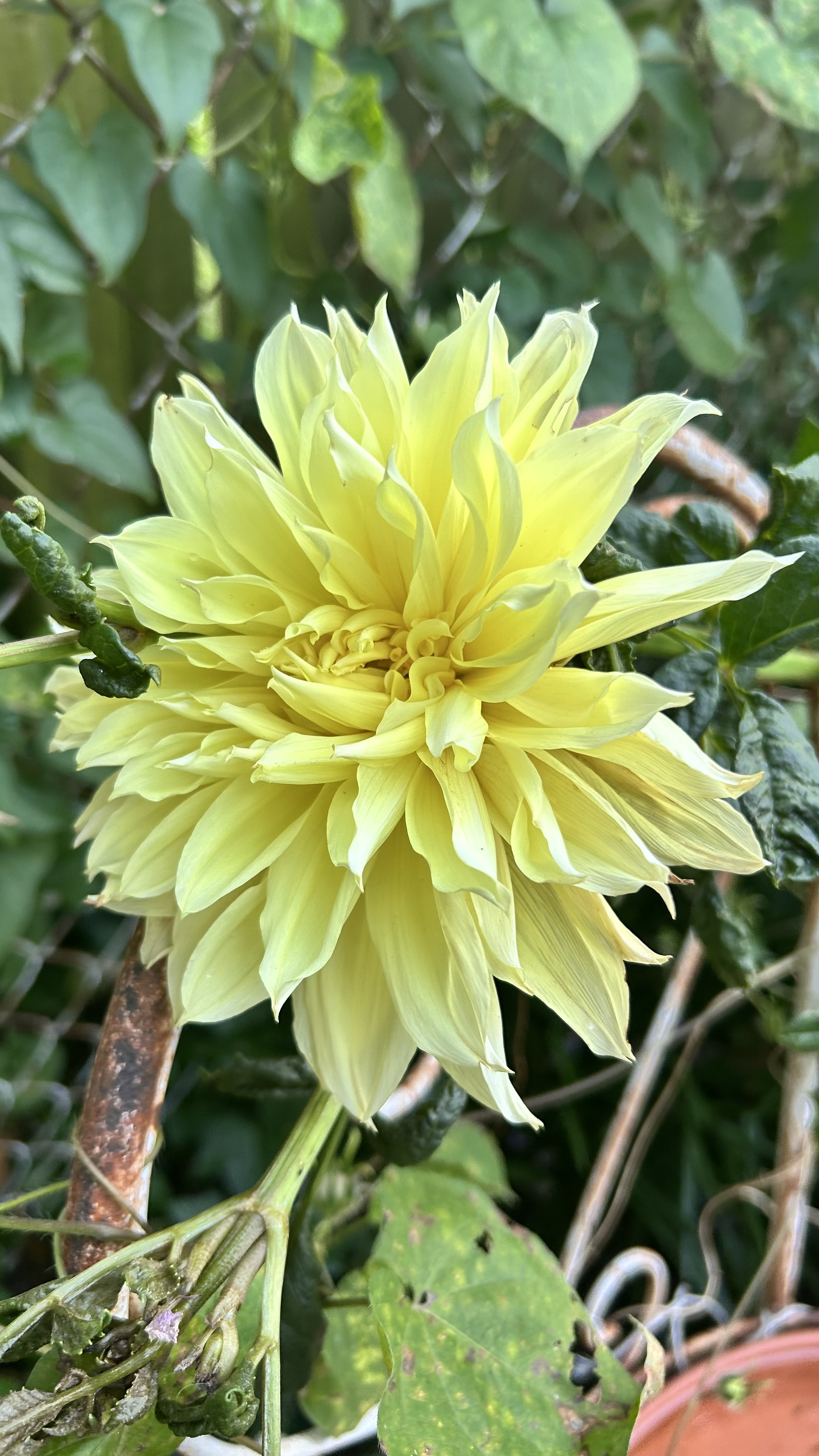 Floral Friday Fotos: Kelvin Floodlight Dahlia