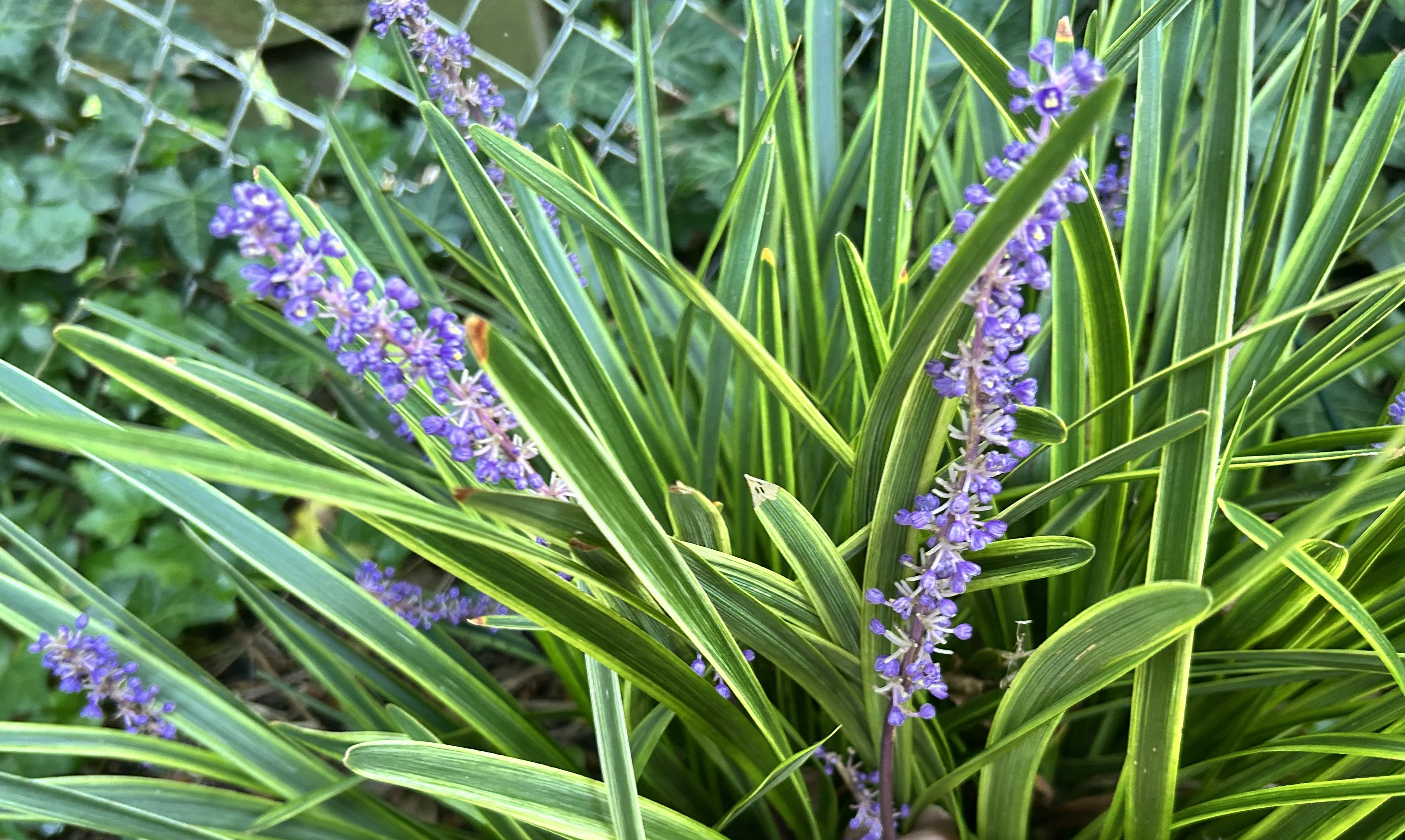 Floral Friday Fotos: Variegated Lilyturf