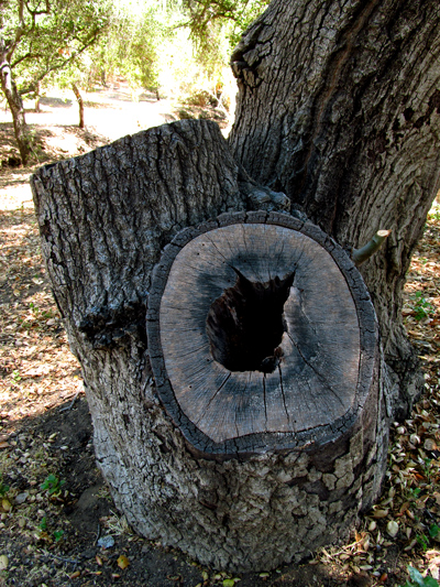 WordPress weekly photo challenge: Wrong – photo of a hollow tree WordPress weekly photo challenge: Wrong – photo of a hollow tree