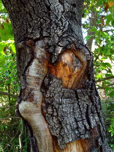 WordPress weekly photo challenge: Wrong – the hidden face in the tree WordPress weekly photo challenge: Wrong – the hidden face in the tree