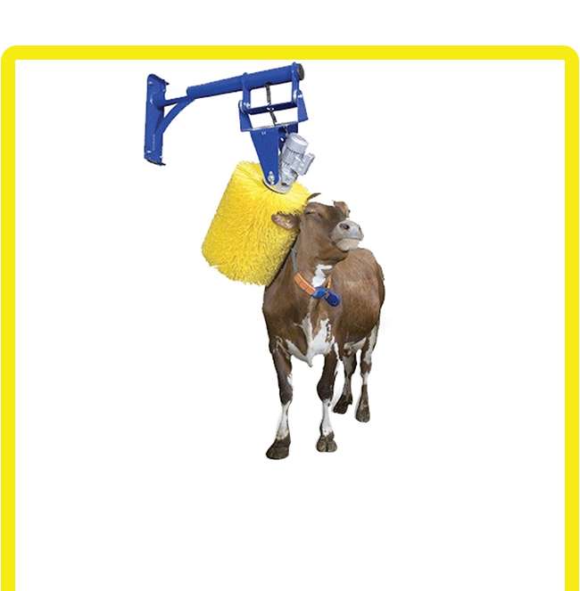 Cow Brush