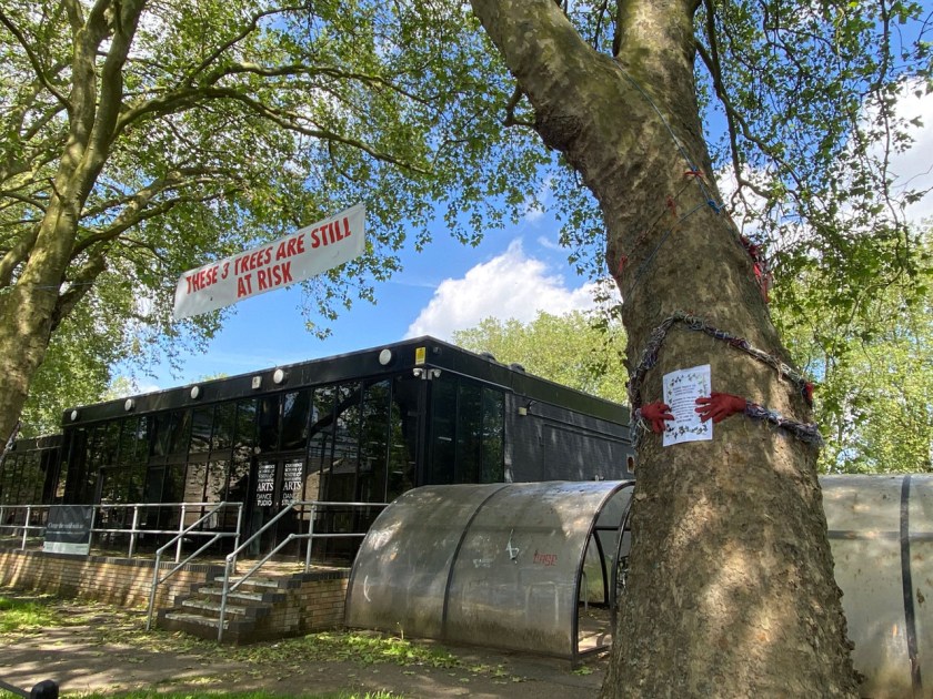 Photo of one of the trees under threat