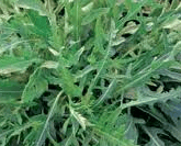 Eruca vesicaria (rucola)