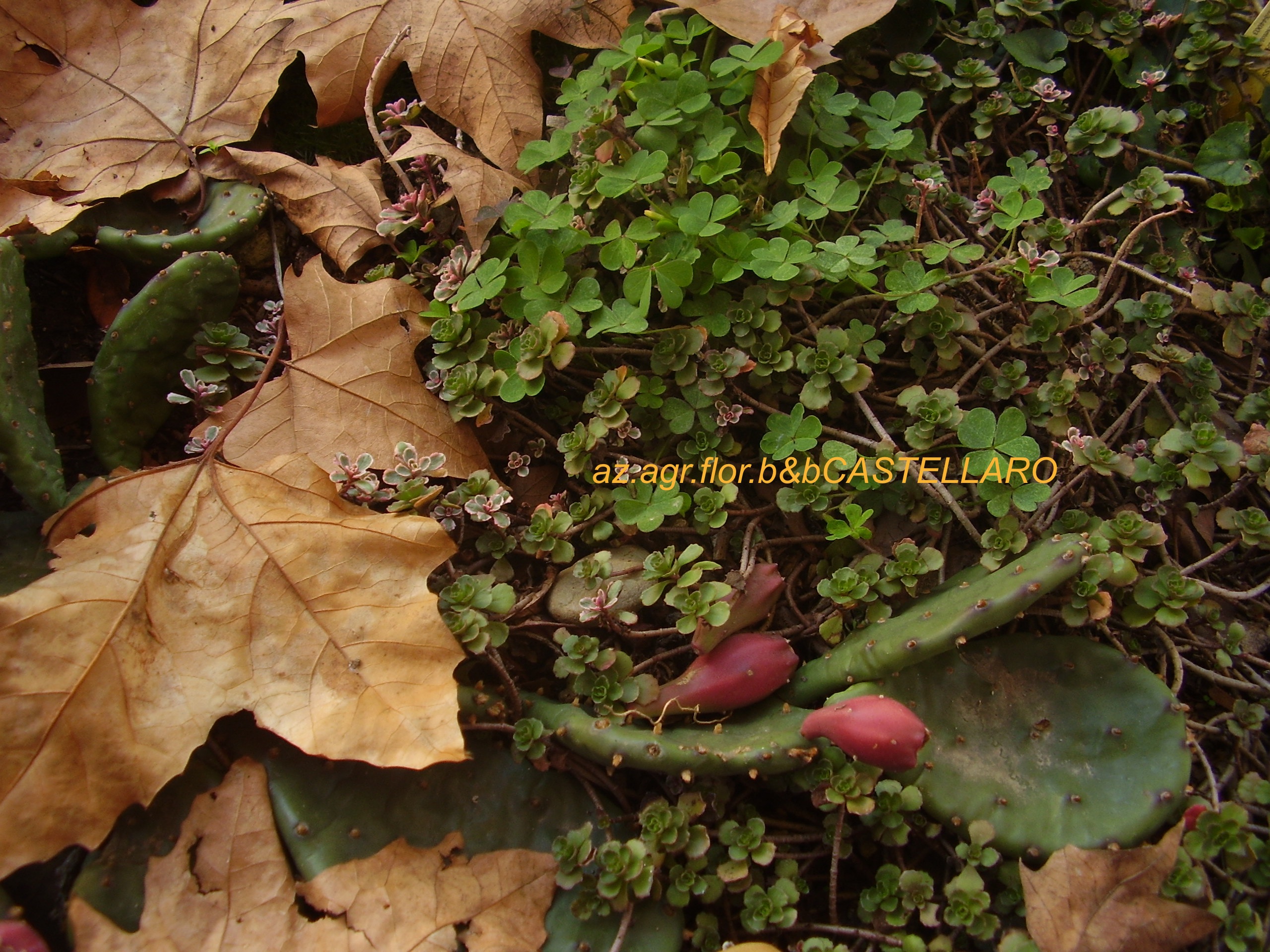 piante grasse adatte al nostro clima