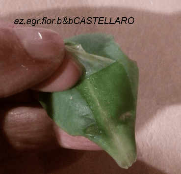 Sedum spectabile, tolta la pellicina superficiale si appoggia la foglia sulla puntura d'insetto