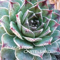 semprevivi sempervivum tectorum
