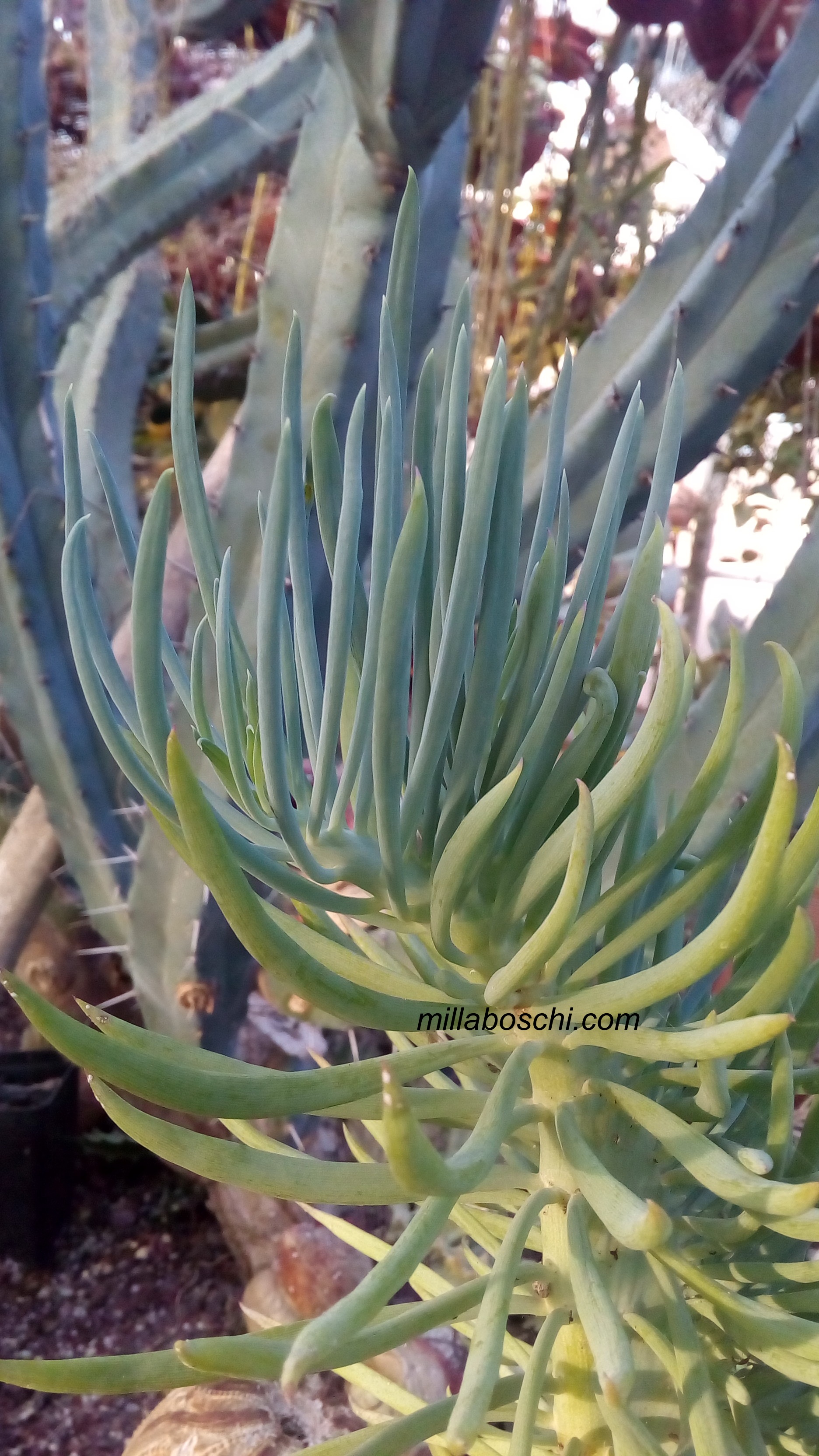 apice di Senecio