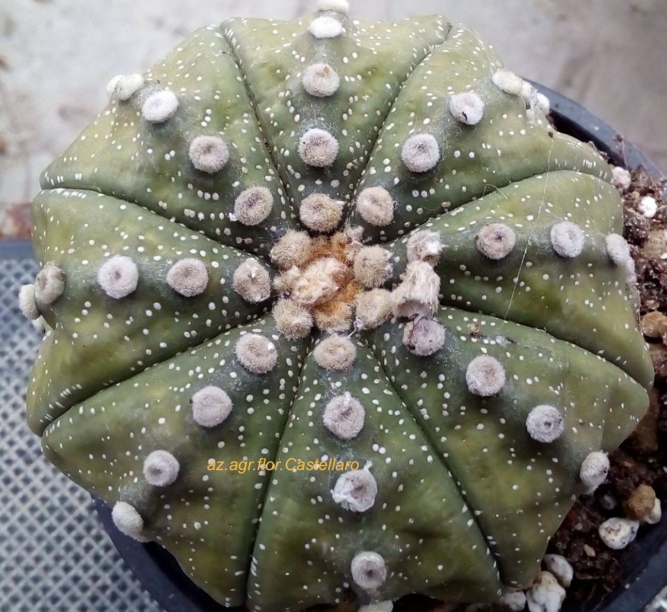 Astrophytum asterias