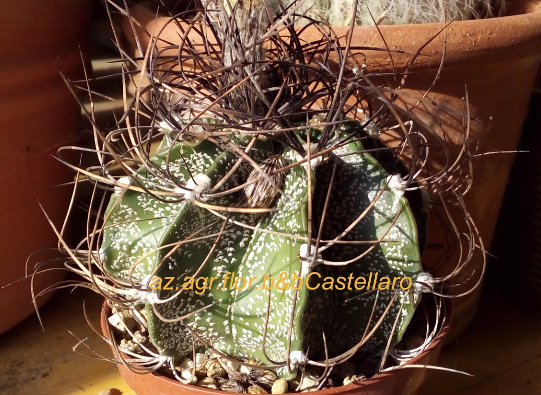 Astrophytum capricorne