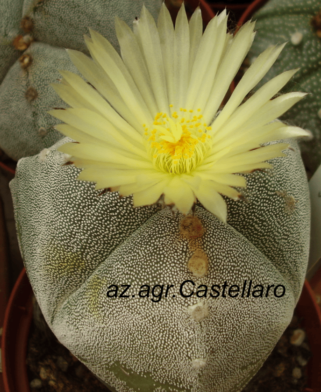 Astrophytum trigonus