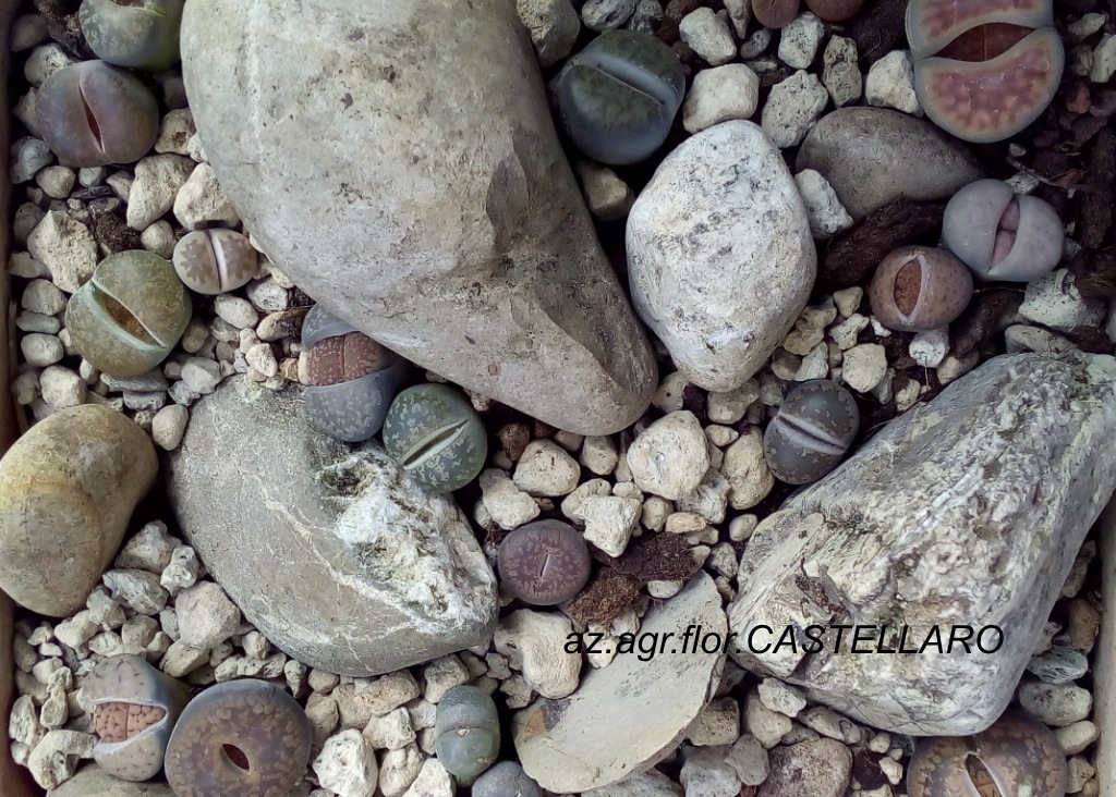 mimetismo delle Lithops