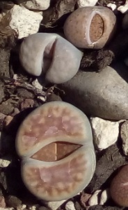 non bagnare le Lithops in questa fase