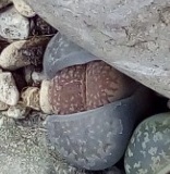 il momento della muta dei Lithops, il nuovo corpo !