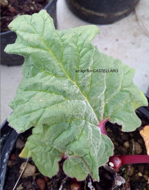 Reum Rhabarbarum, rabarbaro