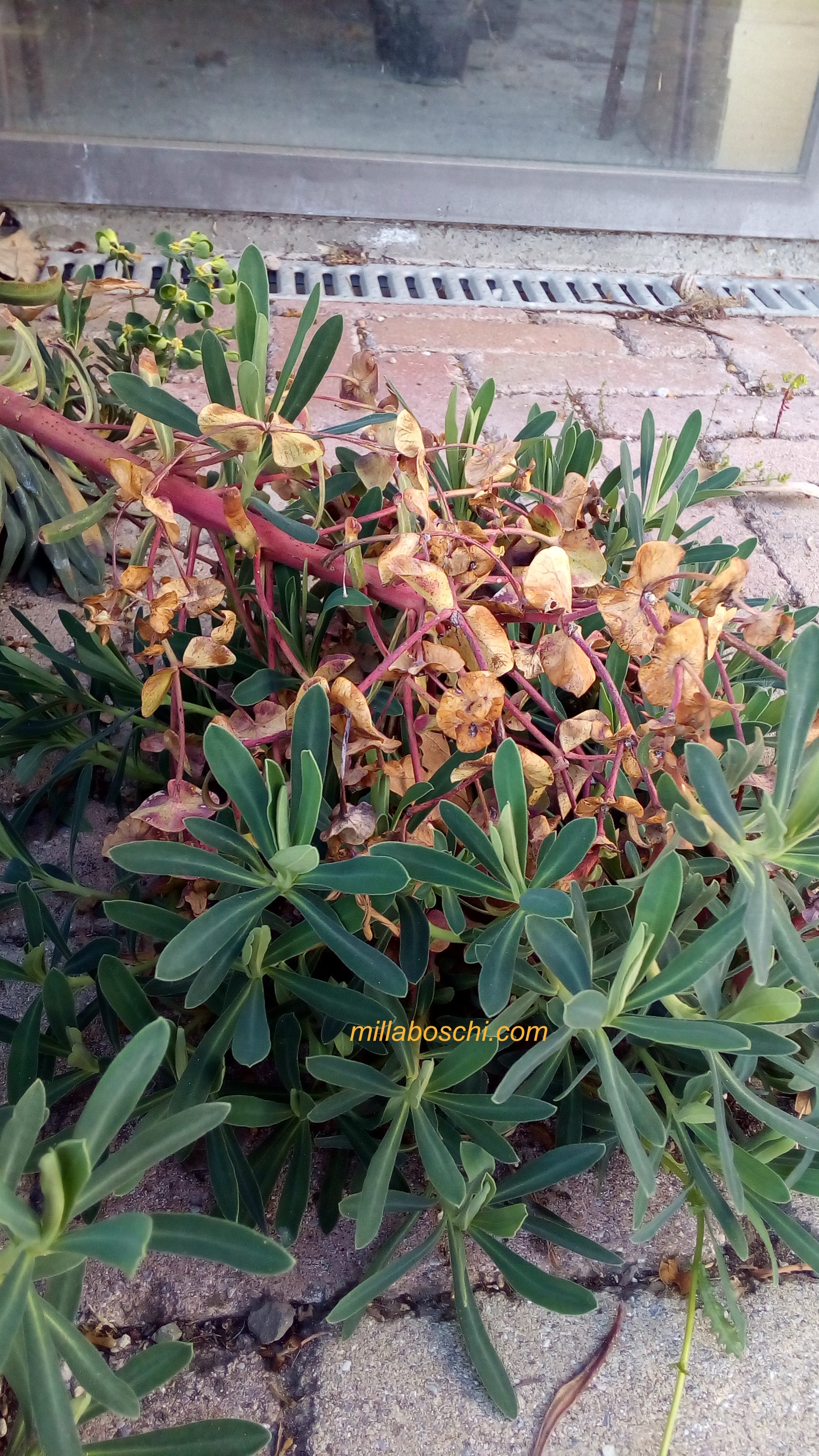 Euphorbia characias infiorescenza con plantule