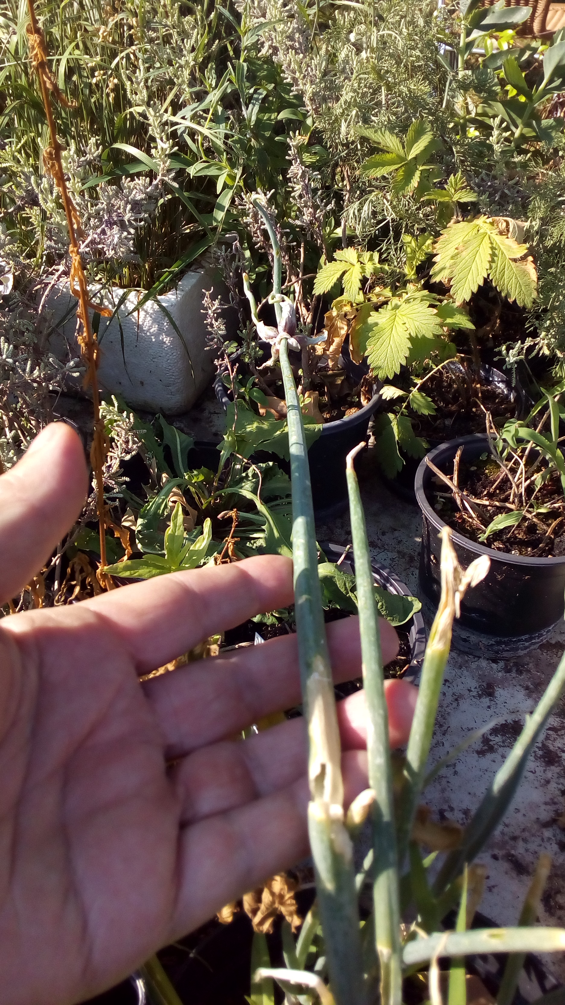 Allium x proliferum