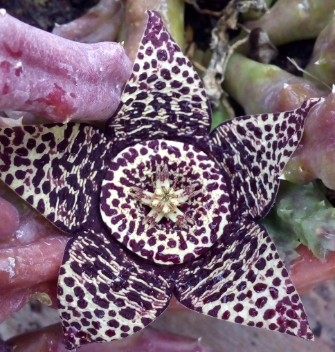 Orbea variegata, i fusti in ombra sono verdi e quelli più esposti sono…paonazzi