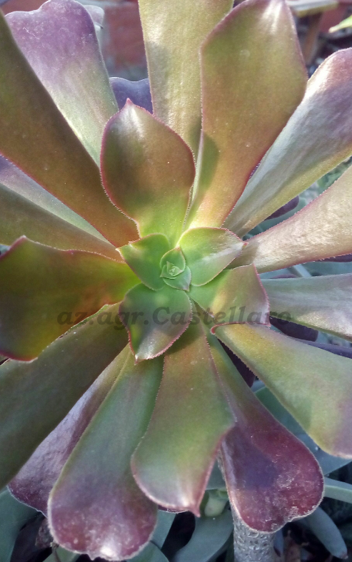Aeonium velour, profumo di malinconia