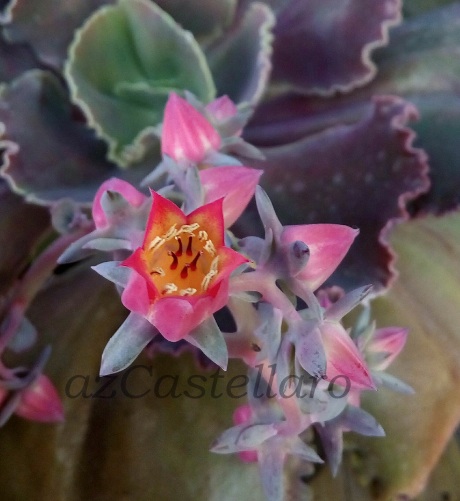 echeveria