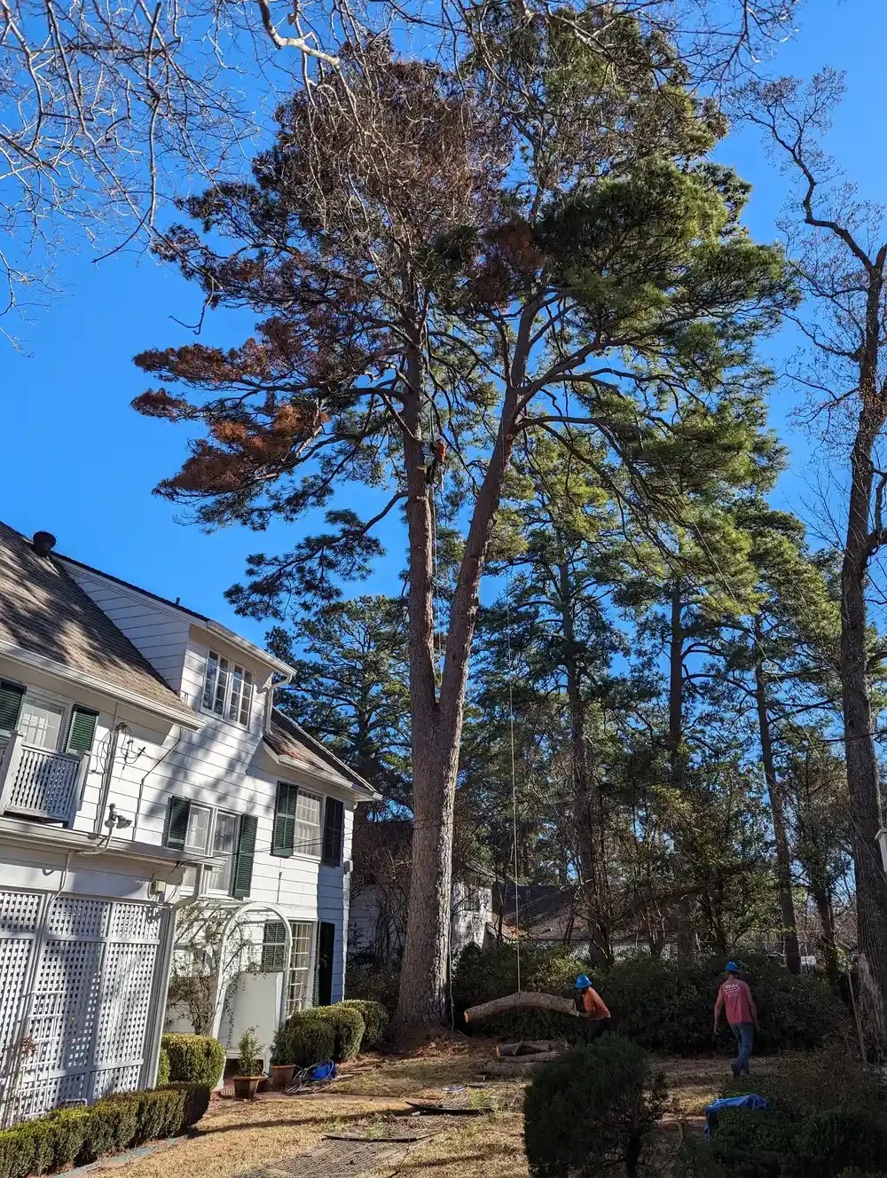 tree removal in Shreveport LA - Miller Tree Service