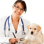 Millis animal hospital