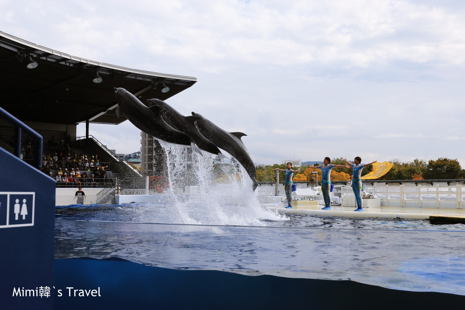 【京都水族館】JR京都站親子景點推薦｜交通、門票、海豚秀全攻略