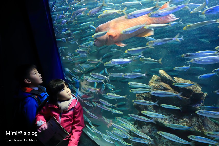 東京親子景點【池袋Sunshine City陽光水族館】池袋站走路10分鐘，海獅企鵝水獺好逗趣！