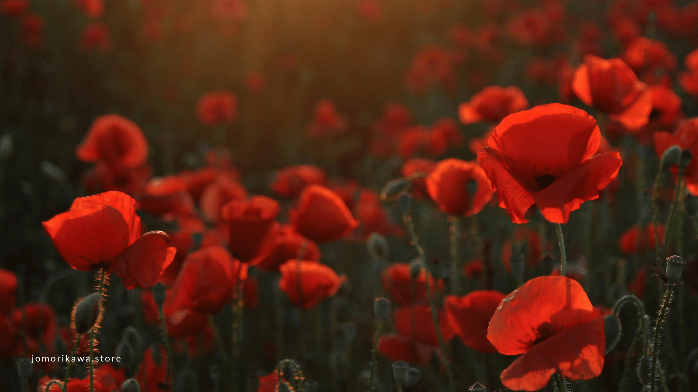 red flowers