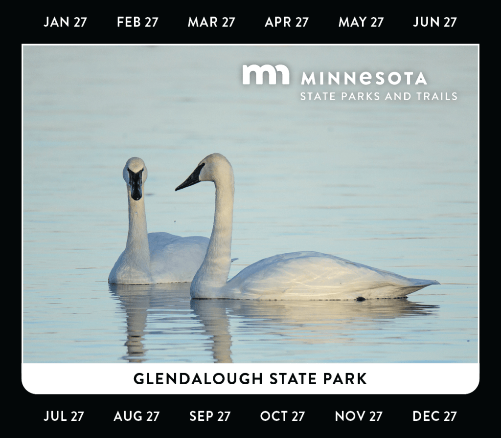 2027 Minnesota State Park annual permit design featuring two trumpeter swans on calm water at Glendalough State Park. Photo courtesy of the Minnesota DNR, Minnesota State Parks and Trails.
