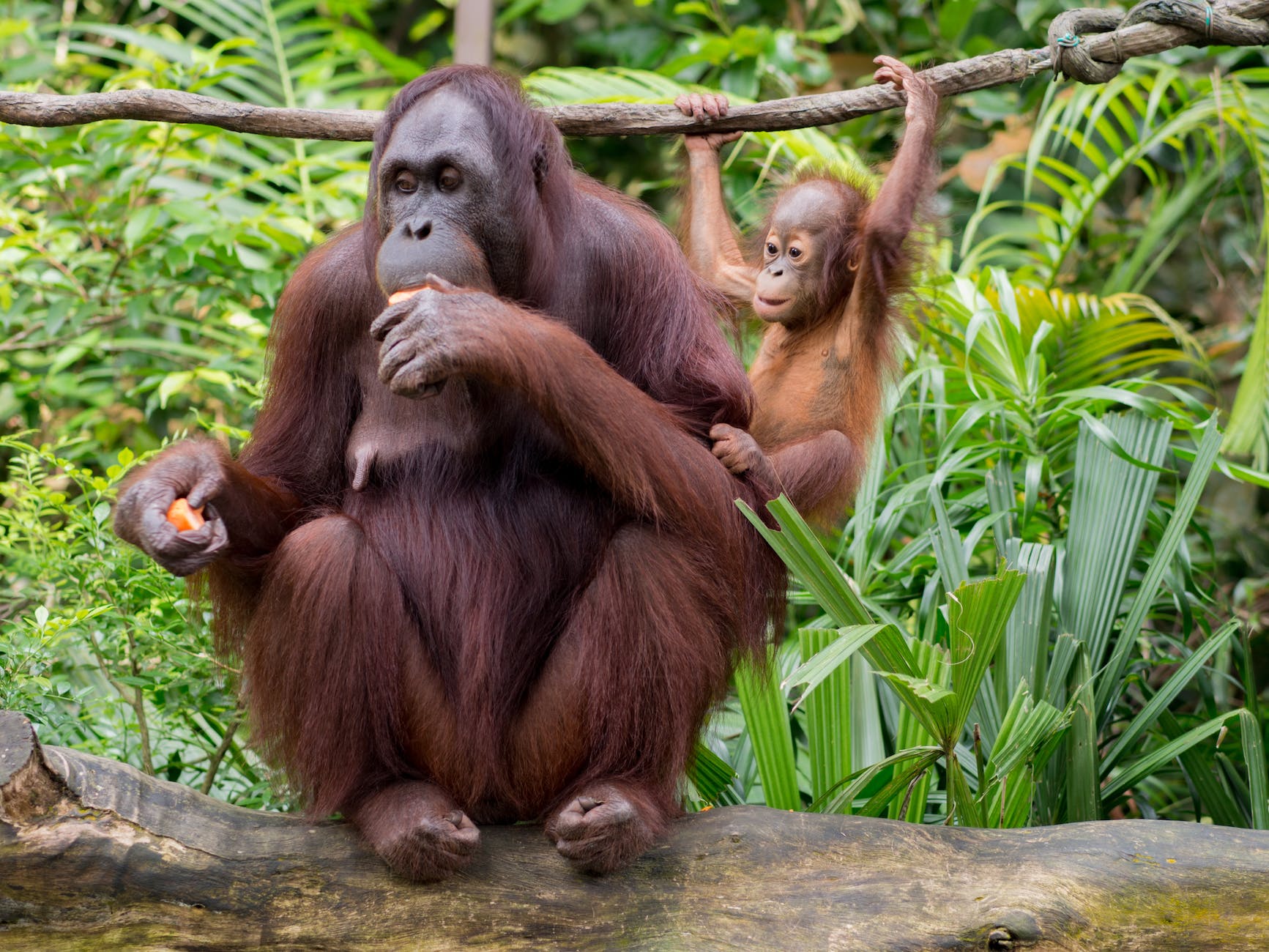 curious kalimantan orangutan eating fruit near little primate on liana
