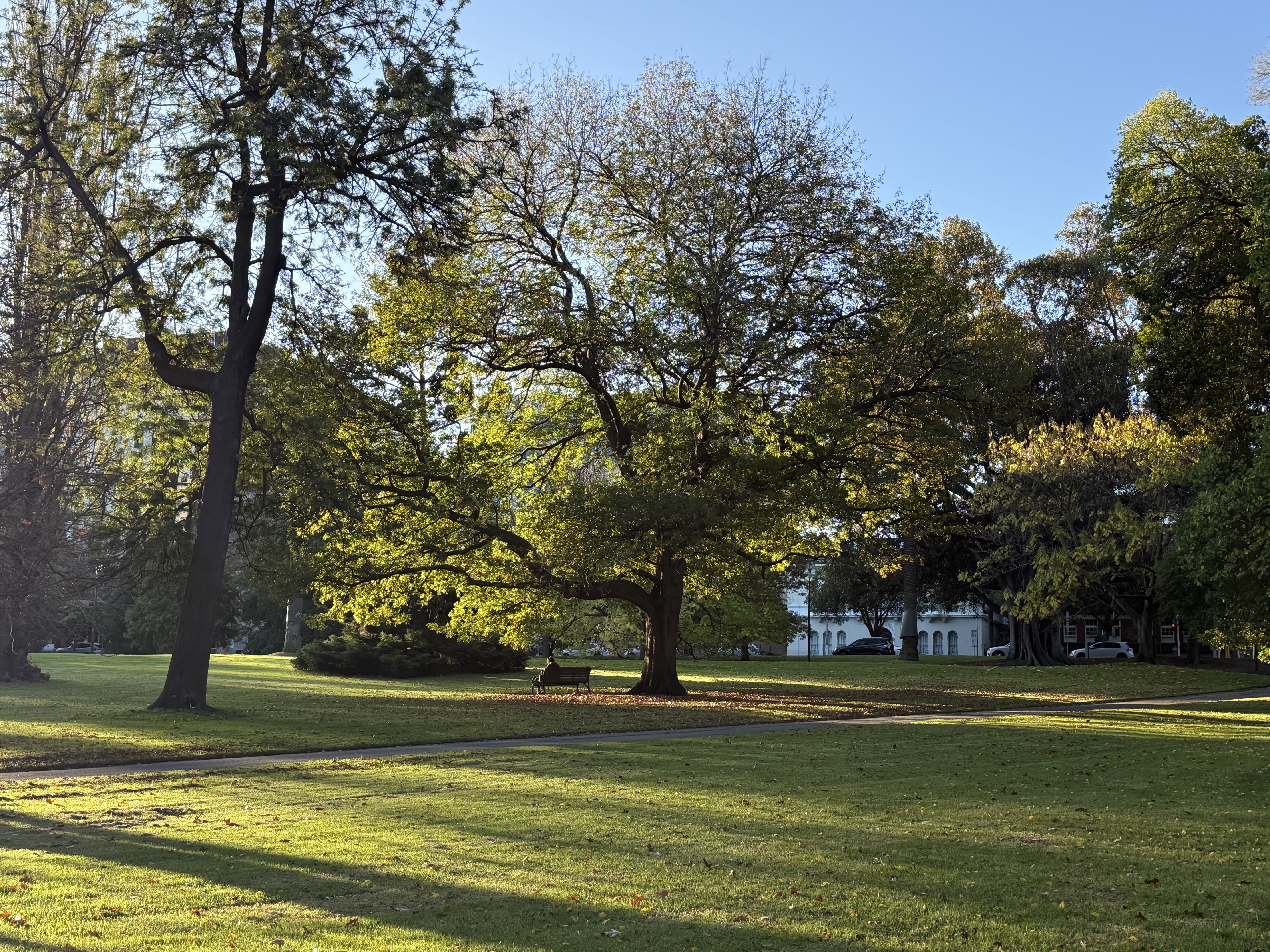 Trees connect us to the earth to place.