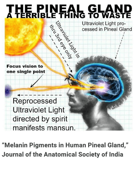 Pineal Gland