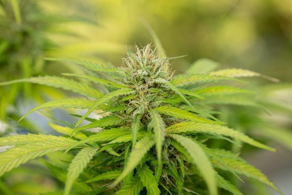CBD Benefits Your Overall Health