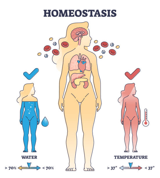 How Does CSL Plasma Contribute to Homeostasis?