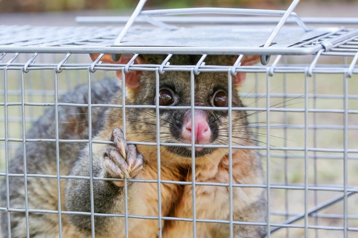 Understanding The Importance of Possum Removal