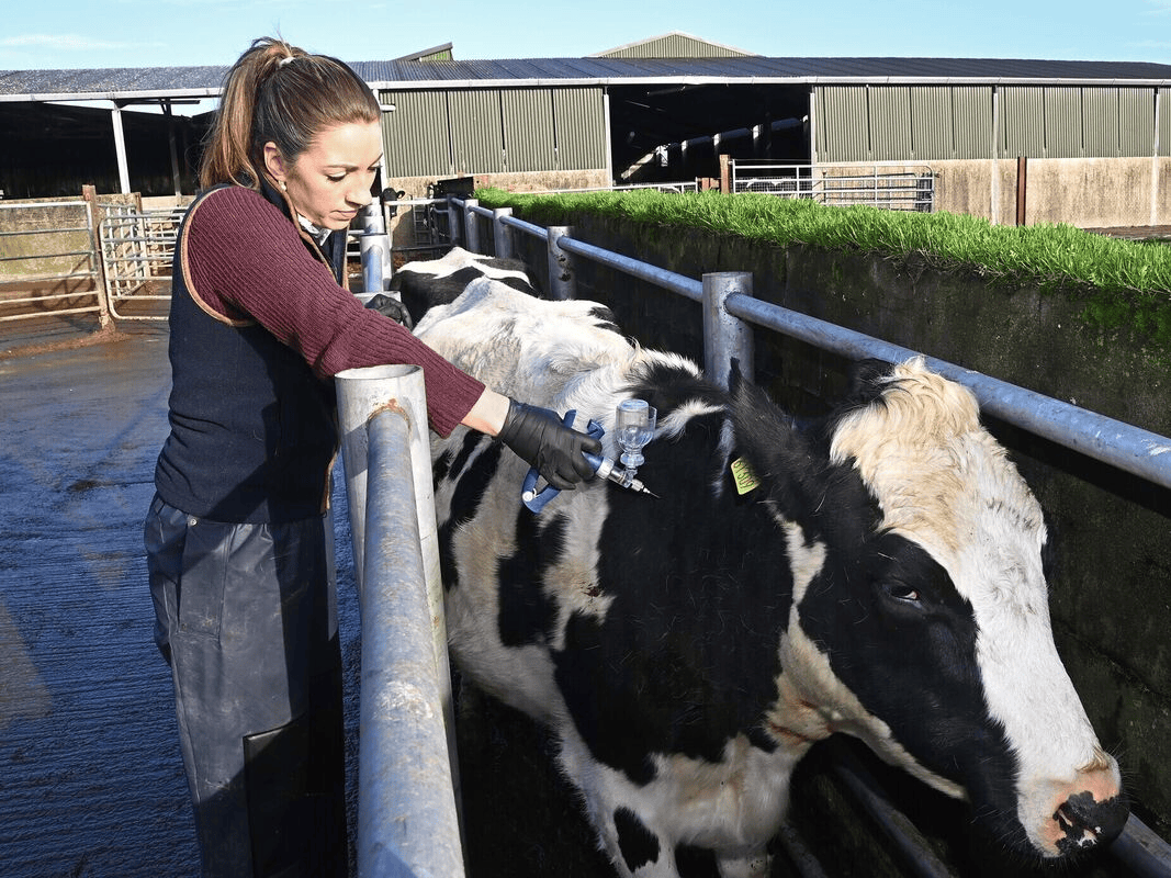 Long-Term Animal Health Supply Chain Management