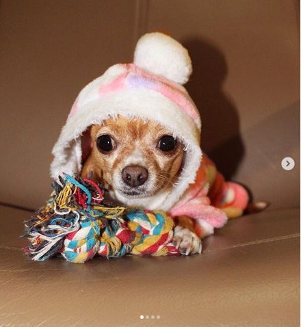 Ropa Para Perros Pequenos Envios 24h Tienda Online